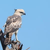Wojownik indyjski - Nisaetus cirrhatus - Changeable Hawk Eagle