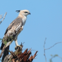 Wojownik indyjski - Nisaetus cirrhatus - Changeable Hawk Eagle