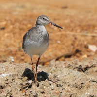 Krwawodziób - Tringa totanus - Common Redshank