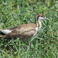 Długoszpon chiński - Hydrophasianus chirurgus - Pheasant-tailed Jacana