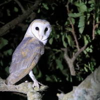 Płomykówka - Tyto alba - Common Barn Owl