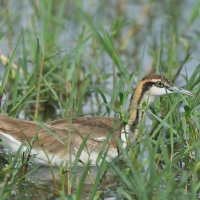 Długoszpon chiński - Hydrophasianus chirurgus - Pheasant-tailed Jacana