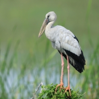 Kleszczak azjatycki - Anastomus oscitans - Asian Openbill