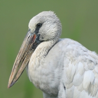 Kleszczak azjatycki - Anastomus oscitans - Asian Openbill