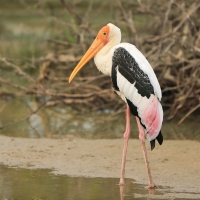 Dławigad indyjski - Mycteria leucocephala - Painted Stork
