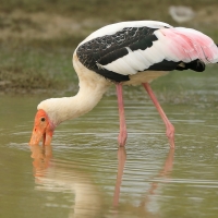 Dławigad indyjski - Mycteria leucocephala - Painted Stork