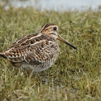 Bekas syberyjski - Gallinago stenura - Pintail Snipe