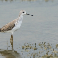 Brodziec pławny - Tringa stagnatilis - Marsh Sandpiper