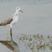 Brodziec pławny - Tringa stagnatilis - Marsh Sandpiper