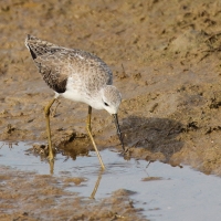Brodziec pławny - Tringa stagnatilis - Marsh Sandpiper