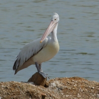 Pelikan indyjski - Pelecanus philippensis - Spot-billed Pelican
