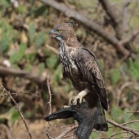 Wojownik indyjski - Nisaetus cirrhatus - Changeable Hawk Eagle