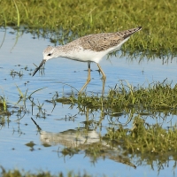 Brodziec pławny - Tringa stagnatilis - Marsh Sandpiper