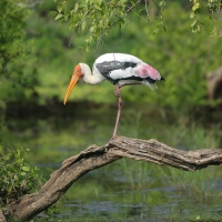 Dławigad indyjski - Mycteria leucocephala - Painted Stork