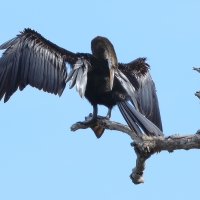 Wężówka indyjska - Anhinga melanogaster - Oriental Darter