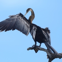Wężówka indyjska - Anhinga melanogaster - Oriental Darter
