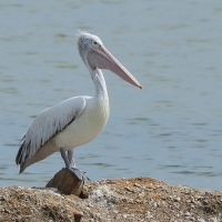 Pelikan indyjski - Pelecanus philippensis - Spot-billed Pelican