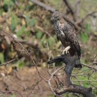 Wojownik indyjski - Nisaetus cirrhatus - Changeable Hawk Eagle