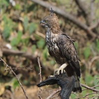 Wojownik indyjski - Nisaetus cirrhatus - Changeable Hawk Eagle