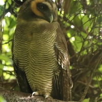 Puszczyk brunatny - Strix leptogrammica - Brown Wood Owl