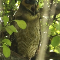 Puszczyk brunatny - Strix leptogrammica - Brown Wood Owl