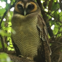 Puszczyk brunatny - Strix leptogrammica - Brown Wood Owl
