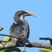 Dzioborożec cejloński - Ocyceros gingalensis - Sri Lanka Grey Hornbill