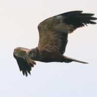 Błotniak stawowy - Circus aeruginosus - Western Marsh Harrier