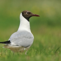 Śmieszka - Chroicocephalus ridibundus - Black-headed Gull