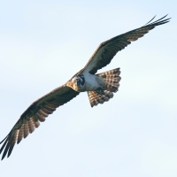 Rybołów - Pandion haliaetus - Osprey