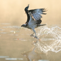 Rybołów - Pandion haliaetus - Osprey