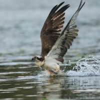 Rybołów - Pandion haliaetus - Osprey