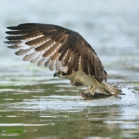 Rybołów - Pandion haliaetus - Osprey