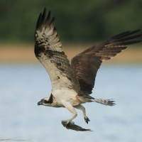 Rybołów - Pandion haliaetus - Osprey