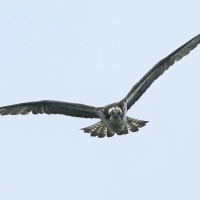 Rybołów - Pandion haliaetus - Osprey