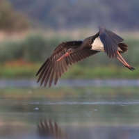 Bocian czarny - Ciconia nigra - Black Stork