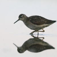 Łęczak - Tringa glareola - Wood Sandpiper