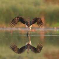 Bocian czarny - Ciconia nigra - Black Stork