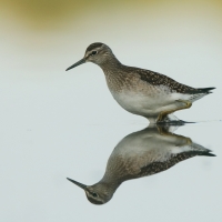 Łęczak - Tringa glareola - Wood Sandpiper