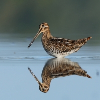 Kszyk - Gallinago gallinago - Common Snipe
