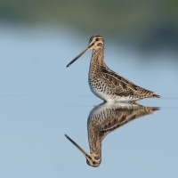 Kszyk - Gallinago gallinago - Common Snipe