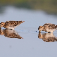 Kszyk - Gallinago gallinago - Common Snipe