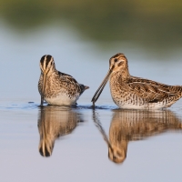 Kszyk - Gallinago gallinago - Common Snipe