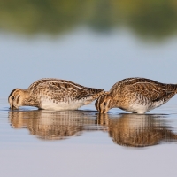 Kszyk - Gallinago gallinago - Common Snipe