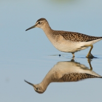Łęczak - Tringa glareola - Wood Sandpiper