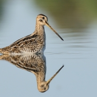 Kszyk - Gallinago gallinago - Common Snipe