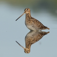 Kszyk - Gallinago gallinago - Common Snipe