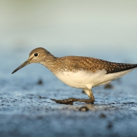 Samotnik - Tringa ochropus - Green Sandpiper