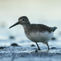 Samotnik - Tringa ochropus - Green Sandpiper