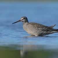 Brodziec śniady - Tringa erythropus - Spotted Redshank
